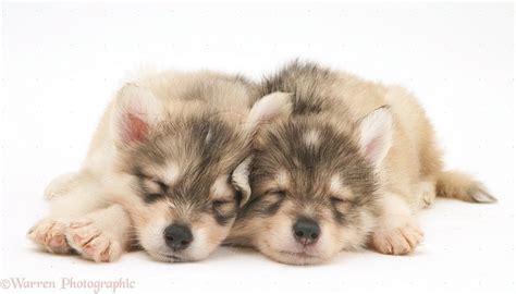 Dogs: Sleepy Utonagan puppies photo WP17787