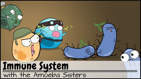 Immune cells cartoon