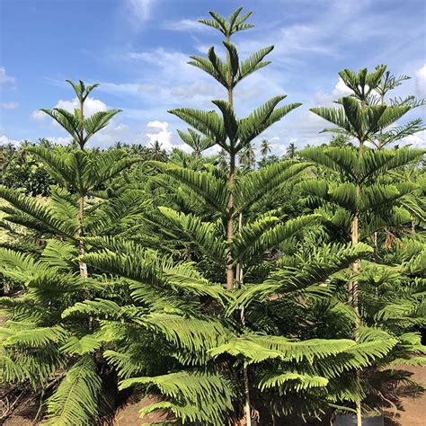 Araucaria Columnaris (Christmas Tree) - Gowthami Nursery