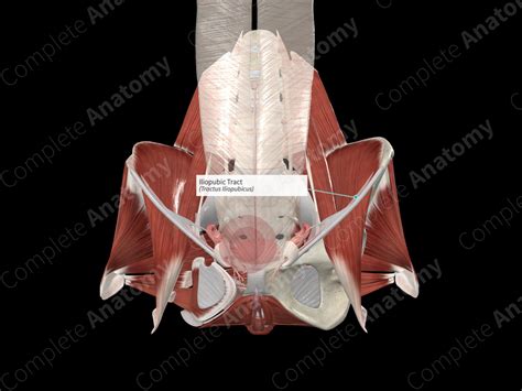 Iliopubic Tract | Complete Anatomy