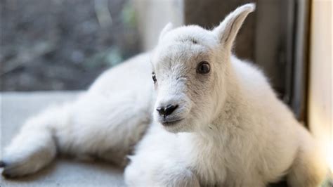 Seattle's Woodland Park Zoo welcomes first baby mountain goat in 23 ...