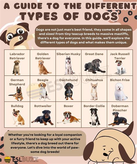 Different Types Of Dogs With Names And Pictures