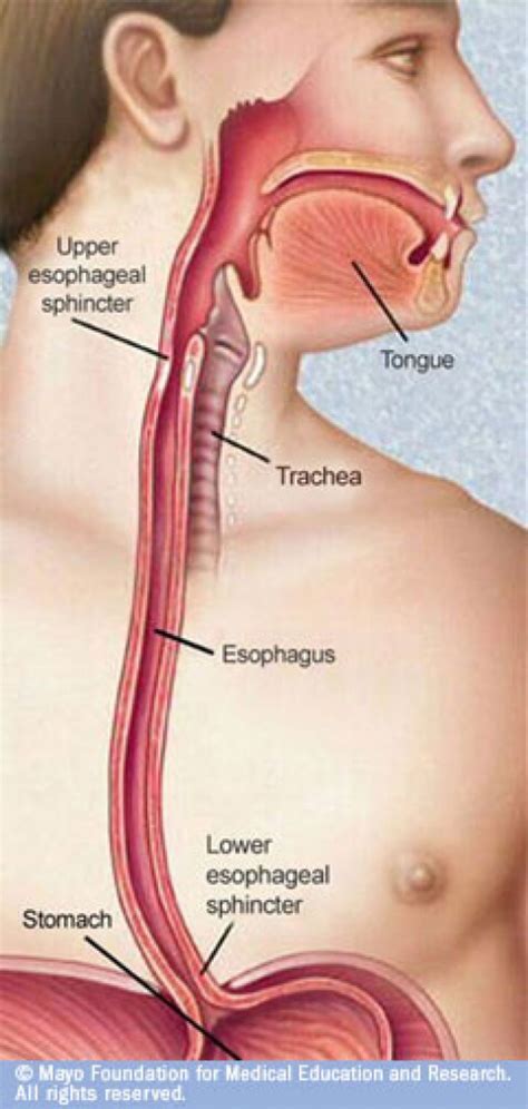 Esofago Anatomia - SEONegativo.com