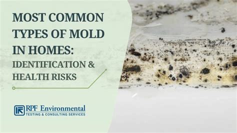 20 Most Common Types of Mold in Homes: Identification & Health ...