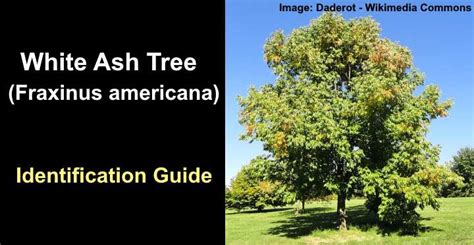 White Ash Tree: Leaves, Bark (Pictures) - Identification Guide