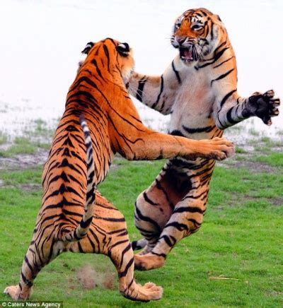 Tiger Claw Kung Fu Techniques