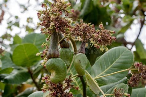 Anacardium fruit stock photo. Image of faso, plantation - 174993898