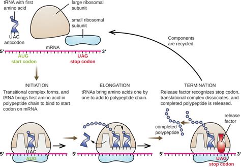 12.15: Prokaryotic Translation - Biology LibreTexts