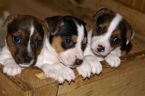 Jack Russell Terrier puppies photo and wallpaper. Beautiful Jack ...