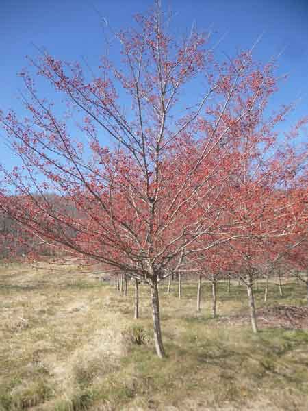 Shade tree - Winter King Hawthorn (Crataegus viridis 'Winter King ...