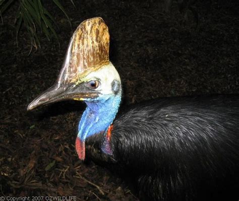 Cassowary (Casuarius casuarius)