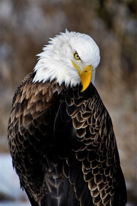 Tim Lintz‎ to Nature Addicts American Bald Eagle - Howell nature Center ...