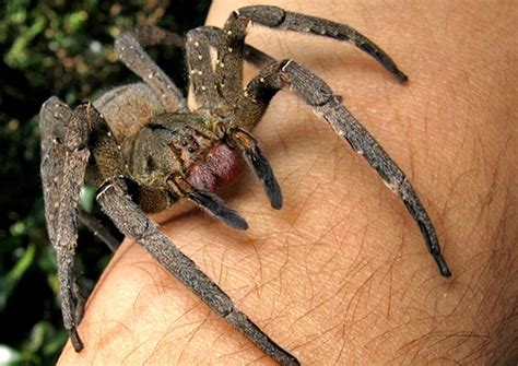 Brazilian Wandering spider found under a bunch of bananas in Waitrose ...