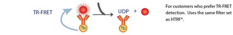 Glycosyltransferase Assay, UDP Detection Assay - BellBrookLabs.com