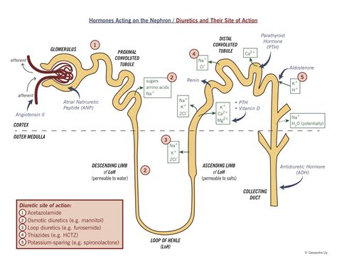 Diuretics