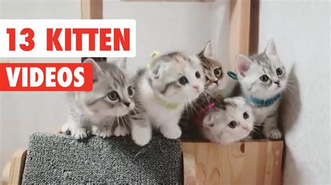 13 Funny Kittens | Funny Cat Video Compilation 2017 - YouTube