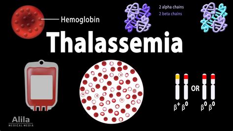 Blood Types, Blood Group Systems and Transfusion Rule, Animation, Blood ...