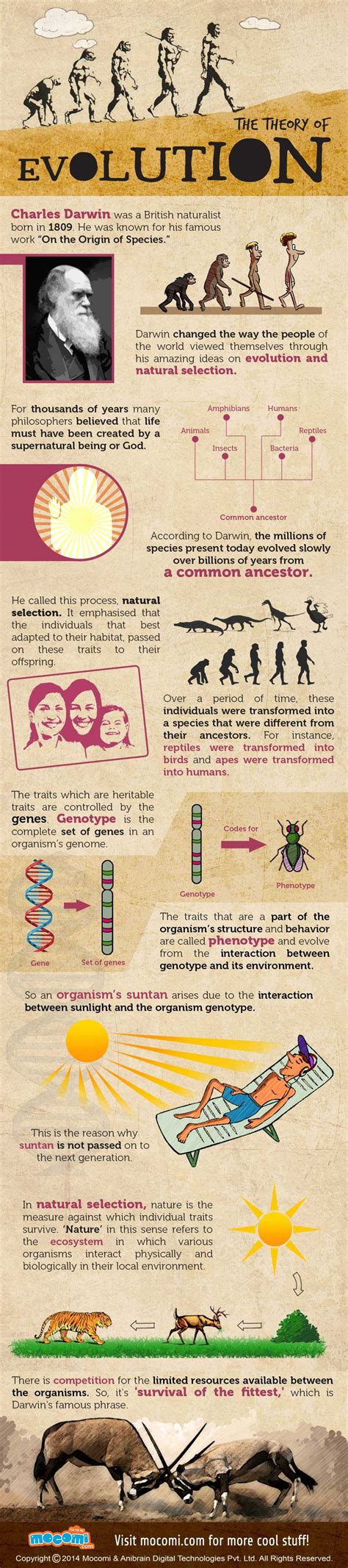 Darwin's Theory of Evolution - ReeseaddFields