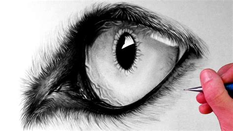 How to Draw a Wolf Eye - YouTube