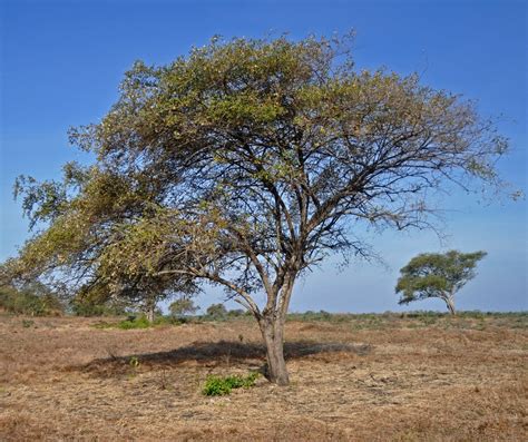 Indian jujube (Ziziphus mauritiana) | Feedipedia