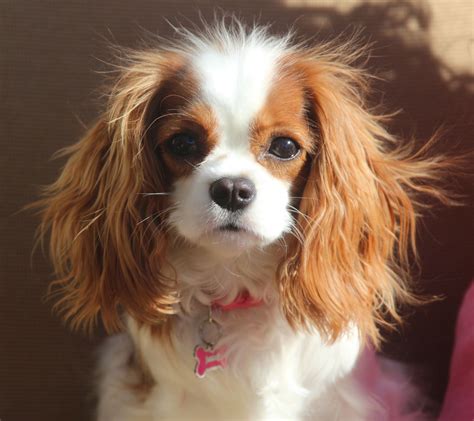 Bubbles - The Cavalier King Charles Spaniel | Chiots épagneul, Chien ...