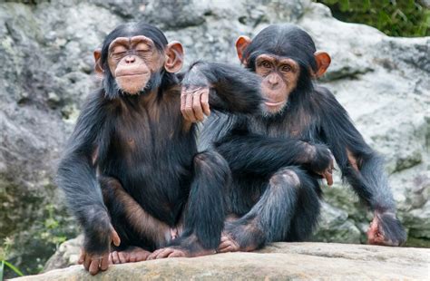 Should Chimpanzee Behavior Challenge Human Exceptionalism? - Reasons to ...