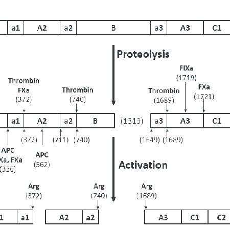 Three-dimensional structure of B domain-deleted coagulation factor VIII ...