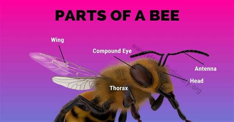 Bee Anatomy: Useful List of 14 Body Parts of A Honey Bee - Visual ...