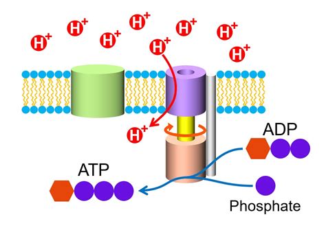 Atp Biologi Adalah - Homecare24