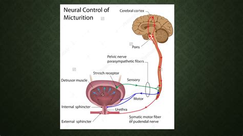 Micturition process - YouTube