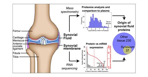 Synovial Membrane