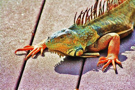 Techno Colored Iguana Photograph by Chuck Hicks - Pixels