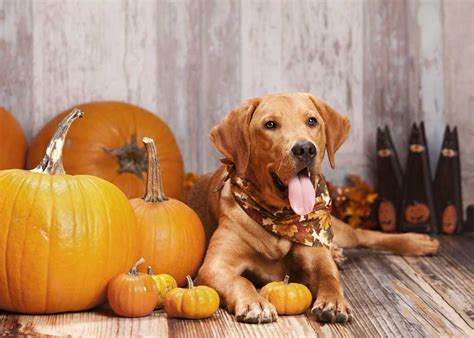 5 Benefits of Pumpkin for Dogs | Lucy Pet