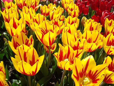 Tulip Flowers Festival Yellow Red art prints Tulips Photograph by Patti ...