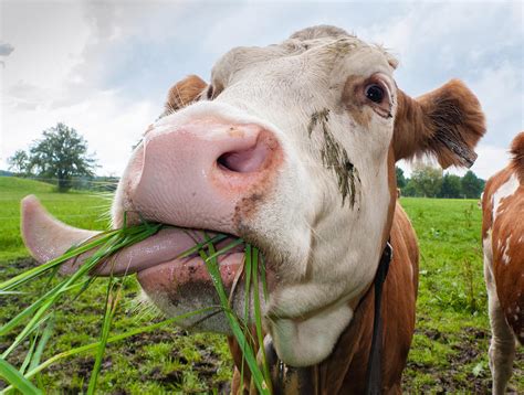 Cow eating fresh grass Photograph by Matthias Hauser - Fine Art America