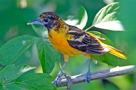 Baltimore Oriole | Audubon Field Guide