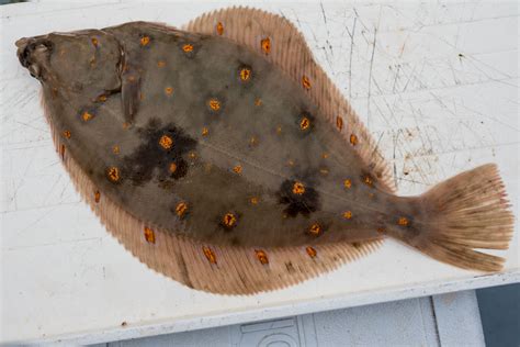 Flatfish Identification A Simplified Guide to Common Flatfish | Planet ...