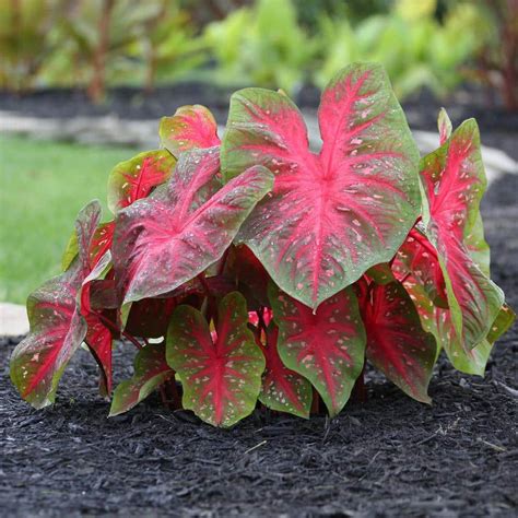 Longfield Gardens Upright Elephant Ear/Red Flash Caladium Bulbs ...