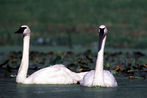 Trumpeter swans making a comeback in Michigan – Macomb Daily