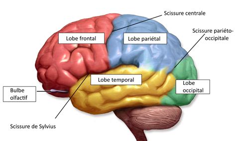 Cerveau : anatomie et divisons - Neuromedia