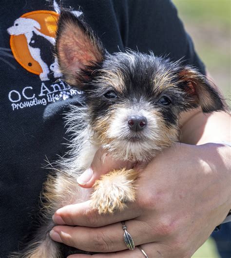 Fewer dogs, more death, at OC Animal Care – Orange County Register