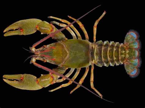 New 'Giant' Species Of Crayfish Found In Tennessee Creek : The Two-Way ...