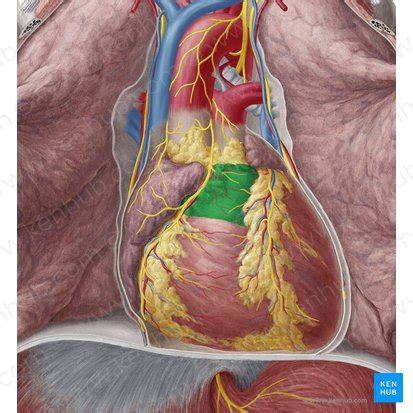 Conus arteriosus: Anatomy and function | Kenhub