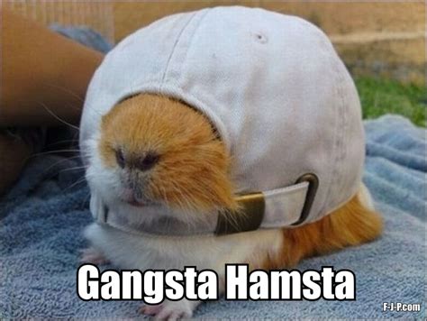 Funny Hamster Memes - The best hamster memes online