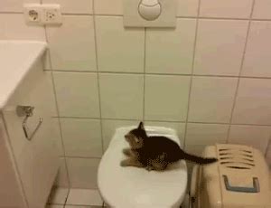 37 Hilarious Major Cat Fails That Will Make Your Day