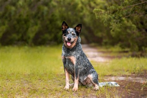 Is the Australian Shepherd Blue Heeler mix right for you? - K9 Web