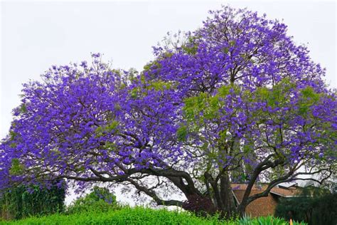 The Art Of Keeping A Jacaranda Tree Small: Tips And Tricks