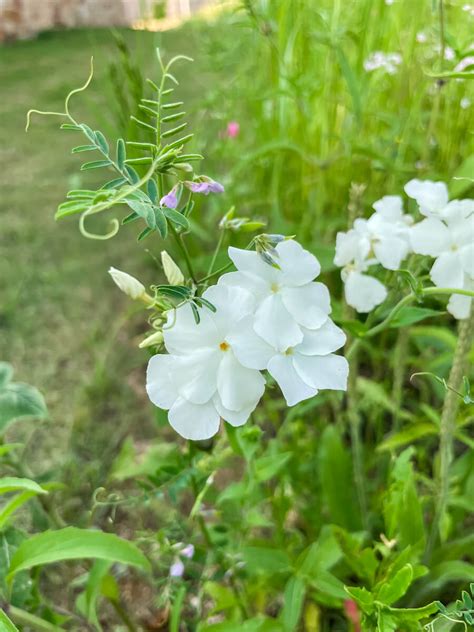 Beautiful Flower Farms in Texas for Flower Picking (2024) - VERY TRULY ...