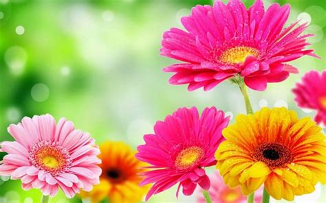 Spring Flowers wallpaper | 1280x800 | #870