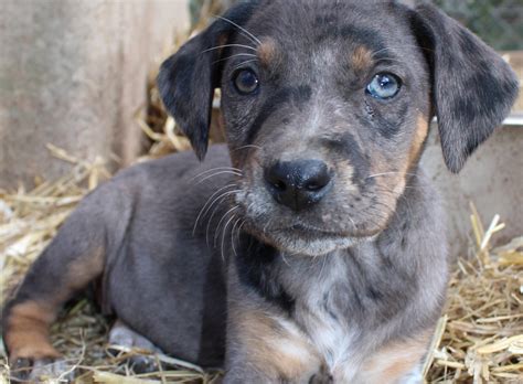 Louisiana Catahoula Leopard Dog - 64 Parishes